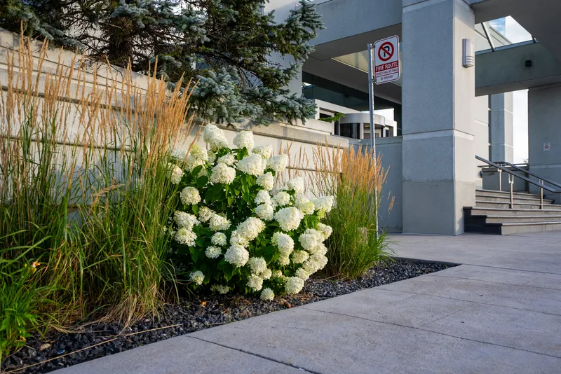 Hydrangeas and ornamental grasses lining the accessible entrance walkway of a public building.
